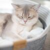 All-Season Woven Cat Basket Bed with Washable Cushion & Multi-Use Design