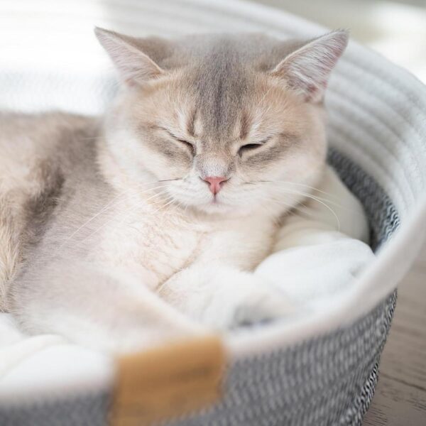 All-Season Woven Cat Basket Bed with Washable Cushion & Multi-Use Design