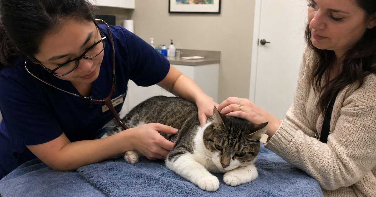 How to Reduce Cat Stress at the Vet — Before, During & After ...